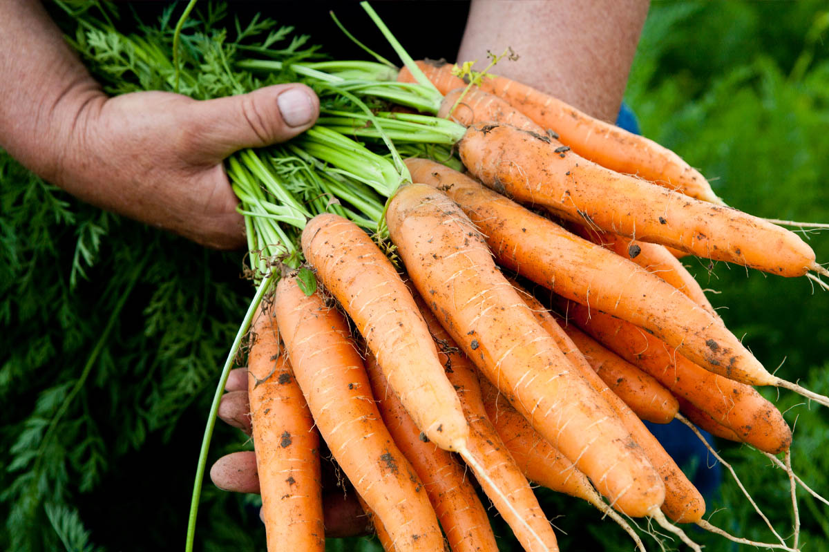 Gemüseproduzent hält Karotten in Hand