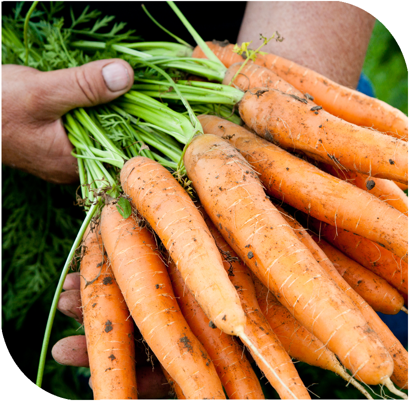 Gemüseproduzent hält Karotten in Händen