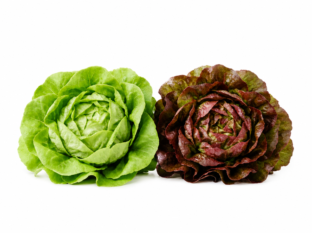 kopfsalat_gemischt